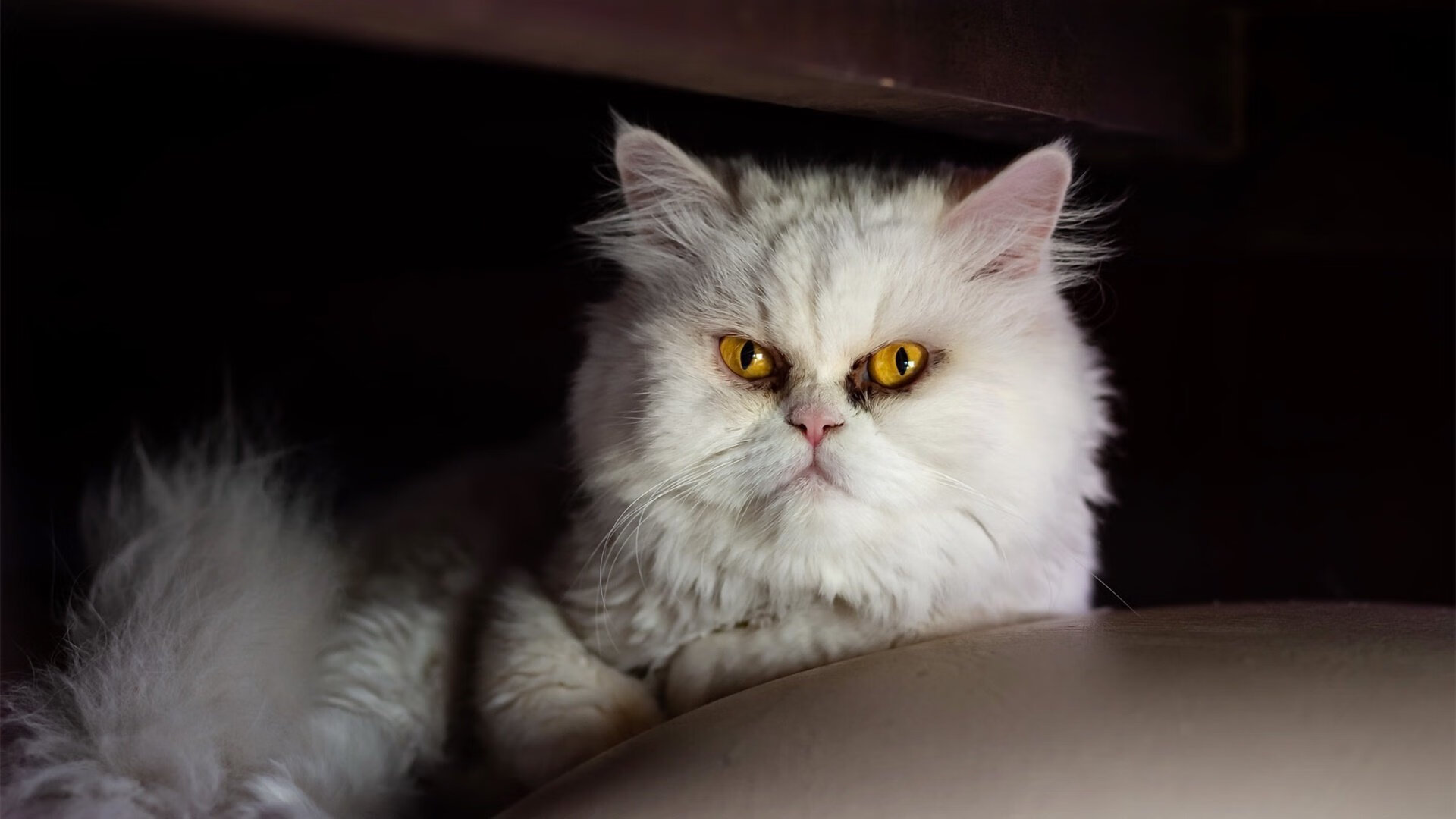 德甲:拜仁稳居第一,多特追赶两分,多特拜仁欧冠