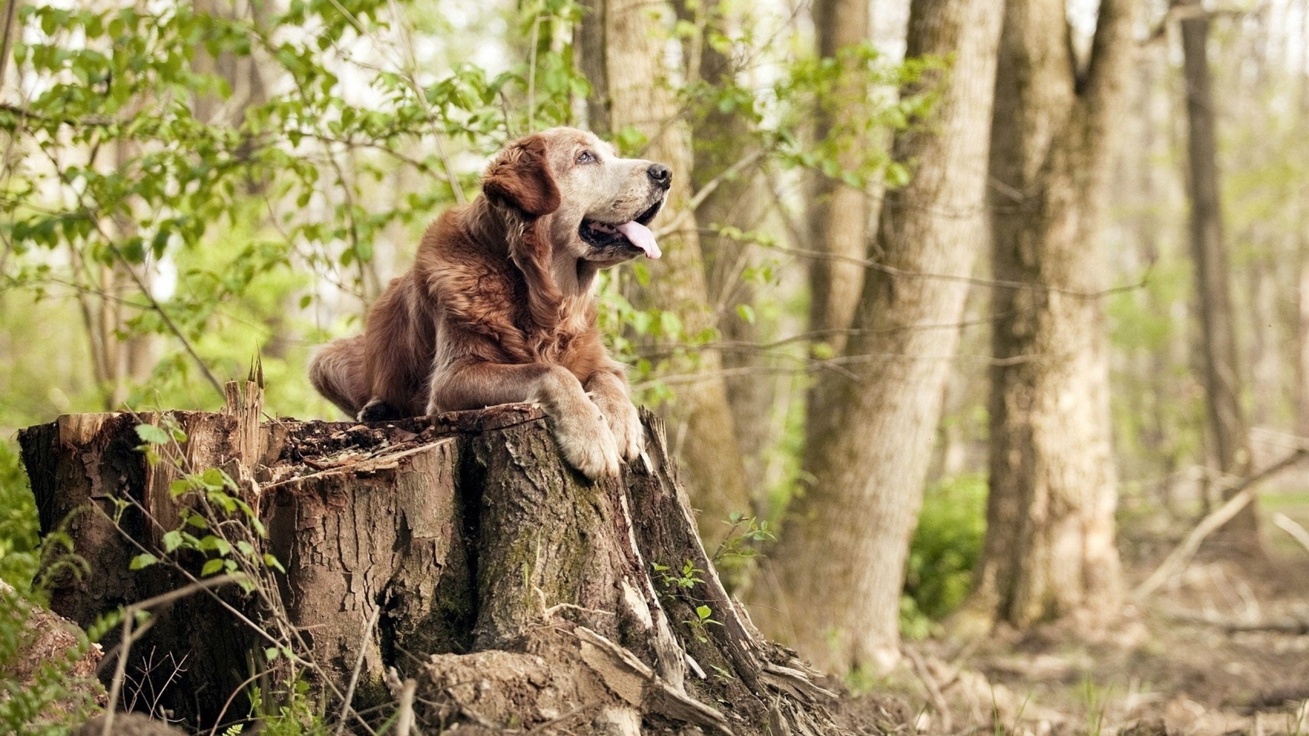 中超官方公布赛季最佳球员获奖名单,中超官方公布赛季最佳球员获奖名单